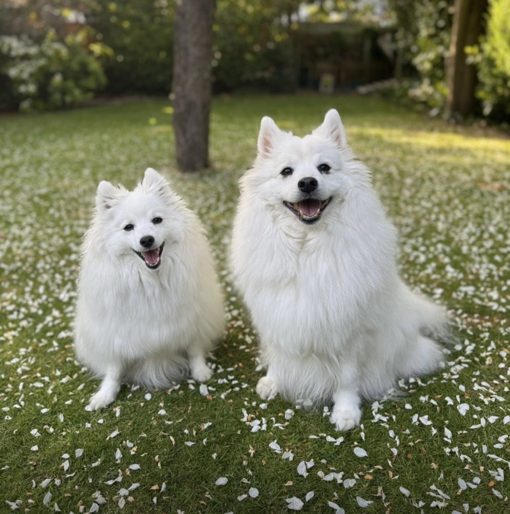 Explorer Dog Shower Installed in a Nolte Kitchen
