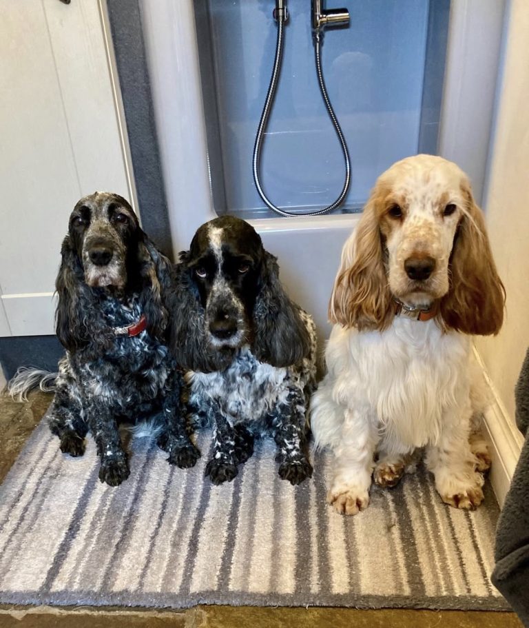 Poppy, Buffy & Jeeves Love Their Bespoke Grey Nomad Shower